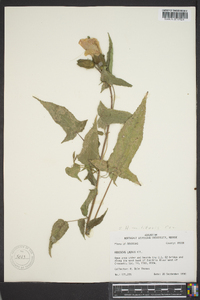 Hibiscus laevis image