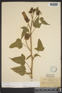 Hibiscus laevis image