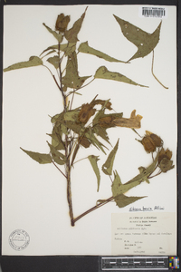 Hibiscus militaris image