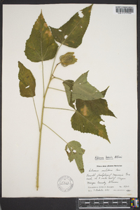 Hibiscus militaris image