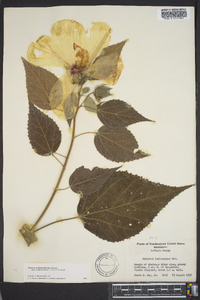 Hibiscus moscheutos image