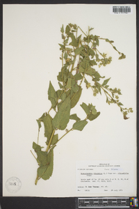 Kosteletzkya virginica var. althaeifolia image