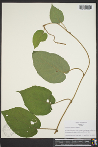 Actinidia chinensis image