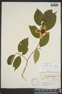 Stewartia ovata image