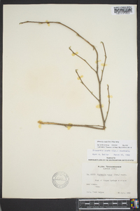 Stewartia ovata image