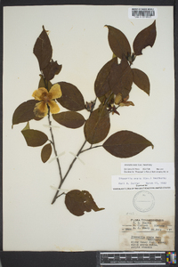 Stewartia ovata image