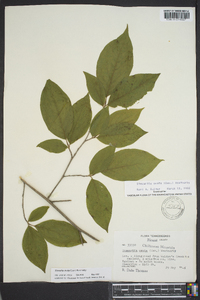 Stewartia ovata image