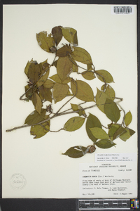 Stewartia ovata image