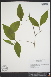 Stewartia ovata image