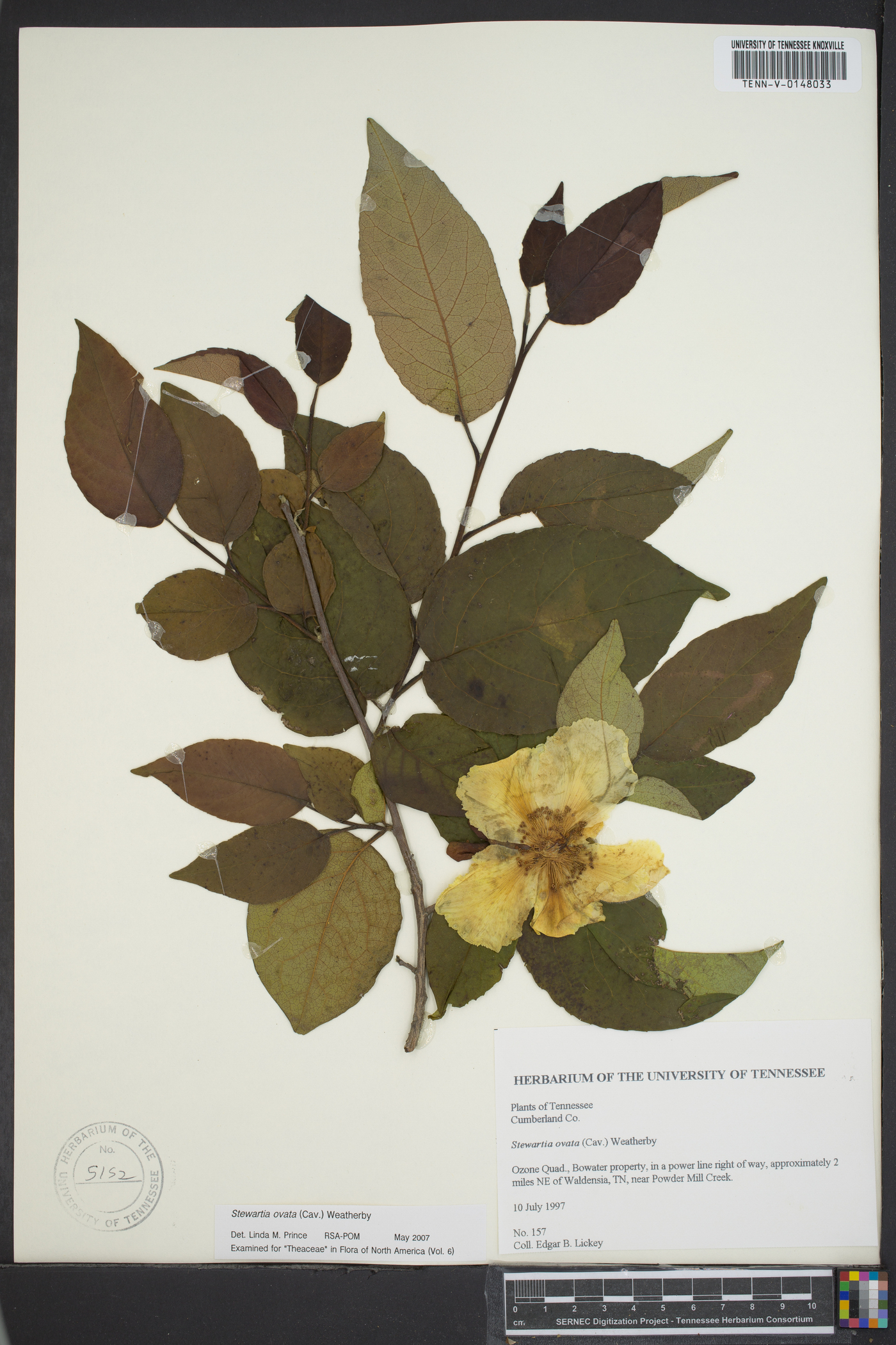 Stewartia ovata image