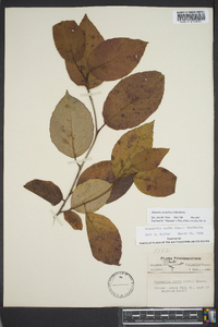 Stewartia ovata image