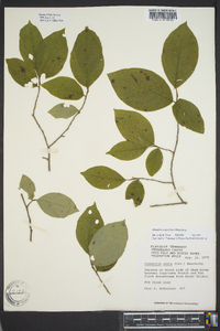 Stewartia ovata image