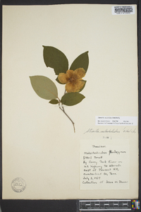 Stewartia ovata image