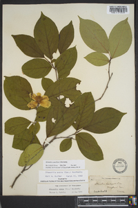Stewartia ovata image