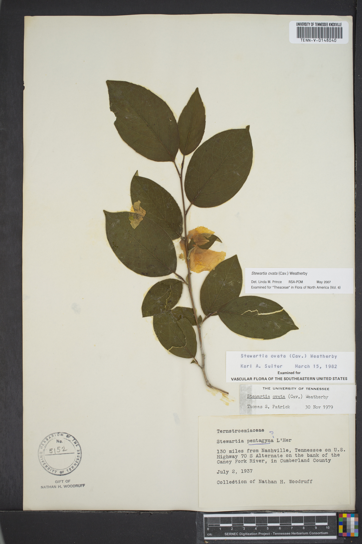 Stewartia ovata image