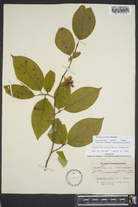 Stewartia ovata image