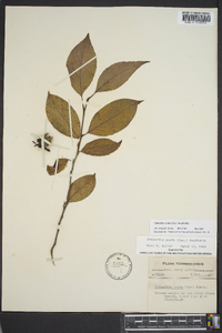 Stewartia ovata image