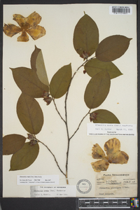 Stewartia ovata image