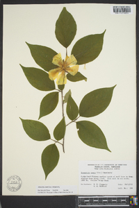 Stewartia ovata image