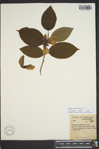 Stewartia ovata image