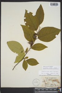 Stewartia ovata image