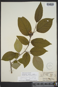 Stewartia ovata image