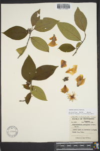 Stewartia ovata image