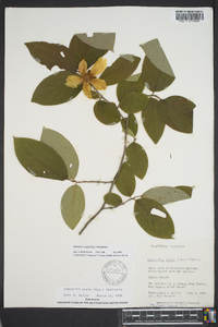 Stewartia ovata image