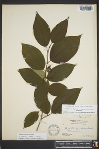 Stewartia ovata image