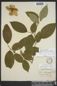 Stewartia ovata image