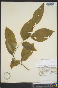 Stewartia ovata image