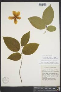 Stewartia ovata image