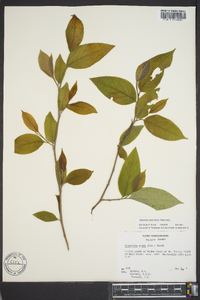 Stewartia ovata image