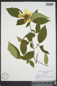 Stewartia ovata image