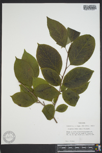 Stewartia ovata image