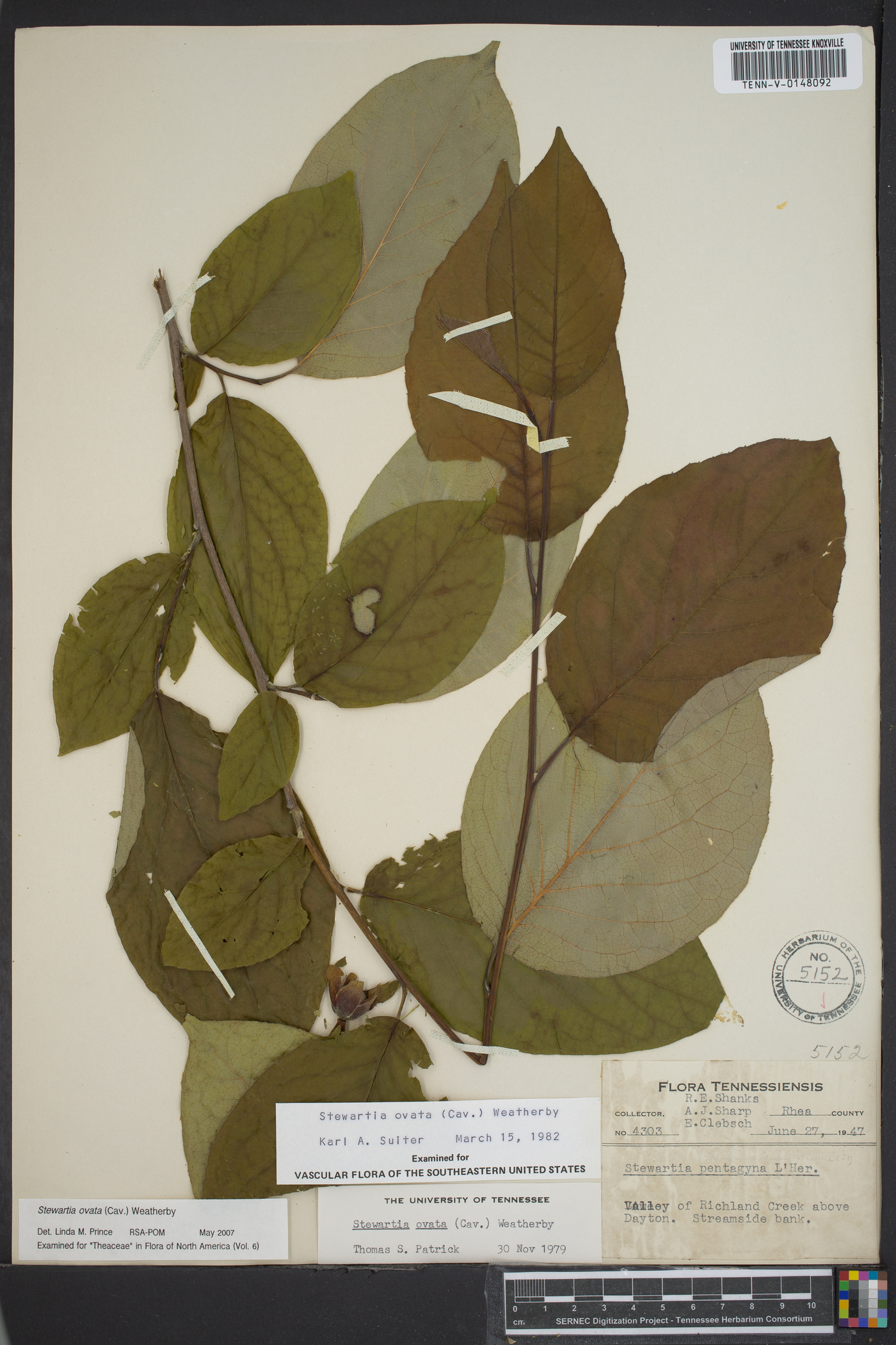 Stewartia ovata image