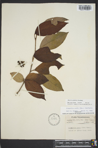 Stewartia ovata image