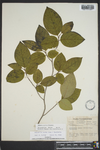 Stewartia ovata image