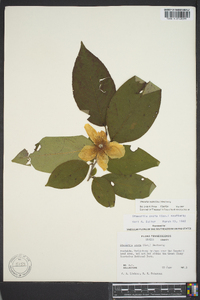 Stewartia ovata image