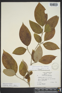 Stewartia ovata image