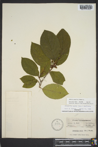 Stewartia ovata image