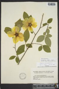 Stewartia malacodendron image