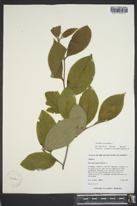 Stewartia malacodendron image