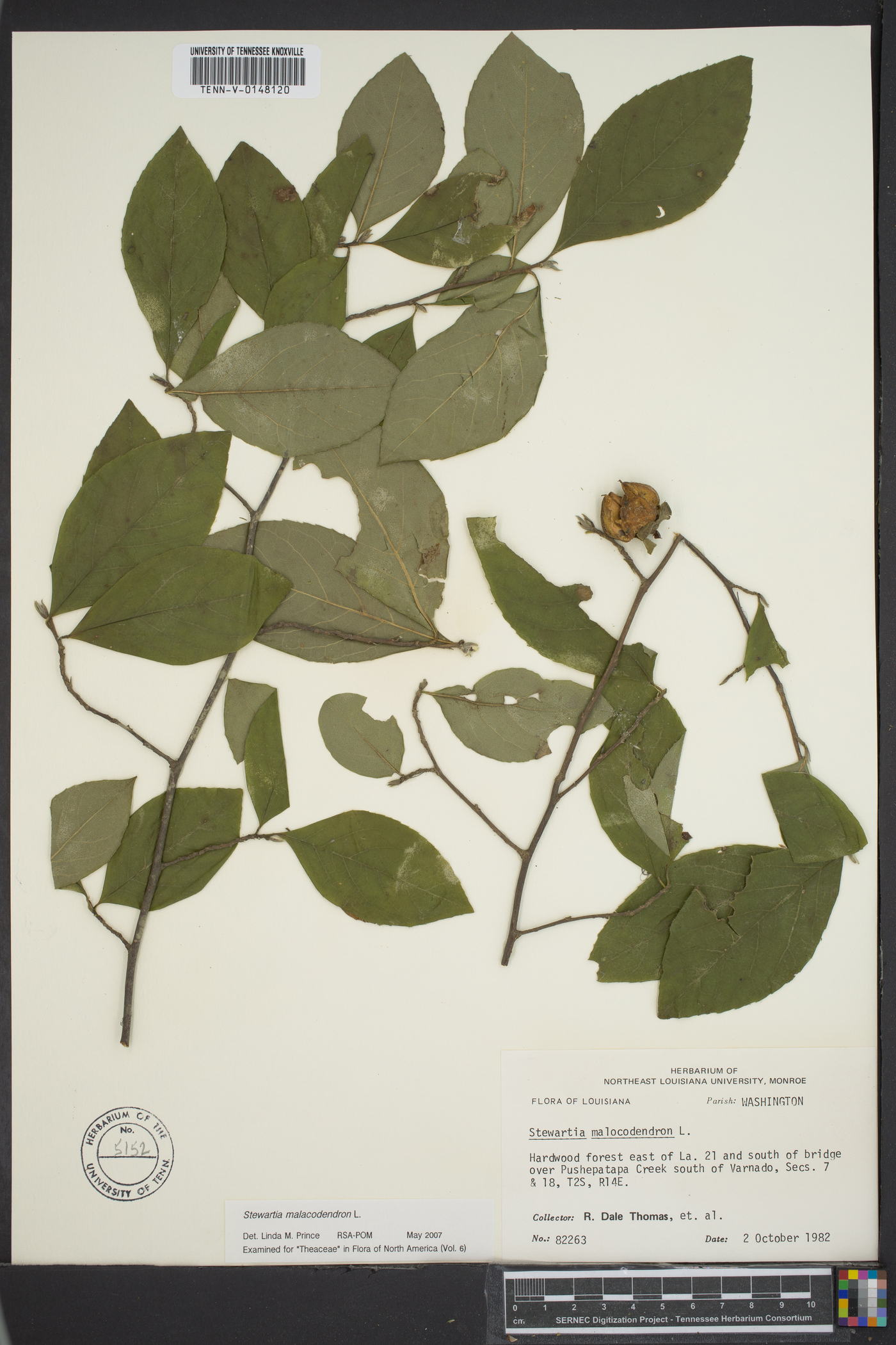 Stewartia malacodendron image