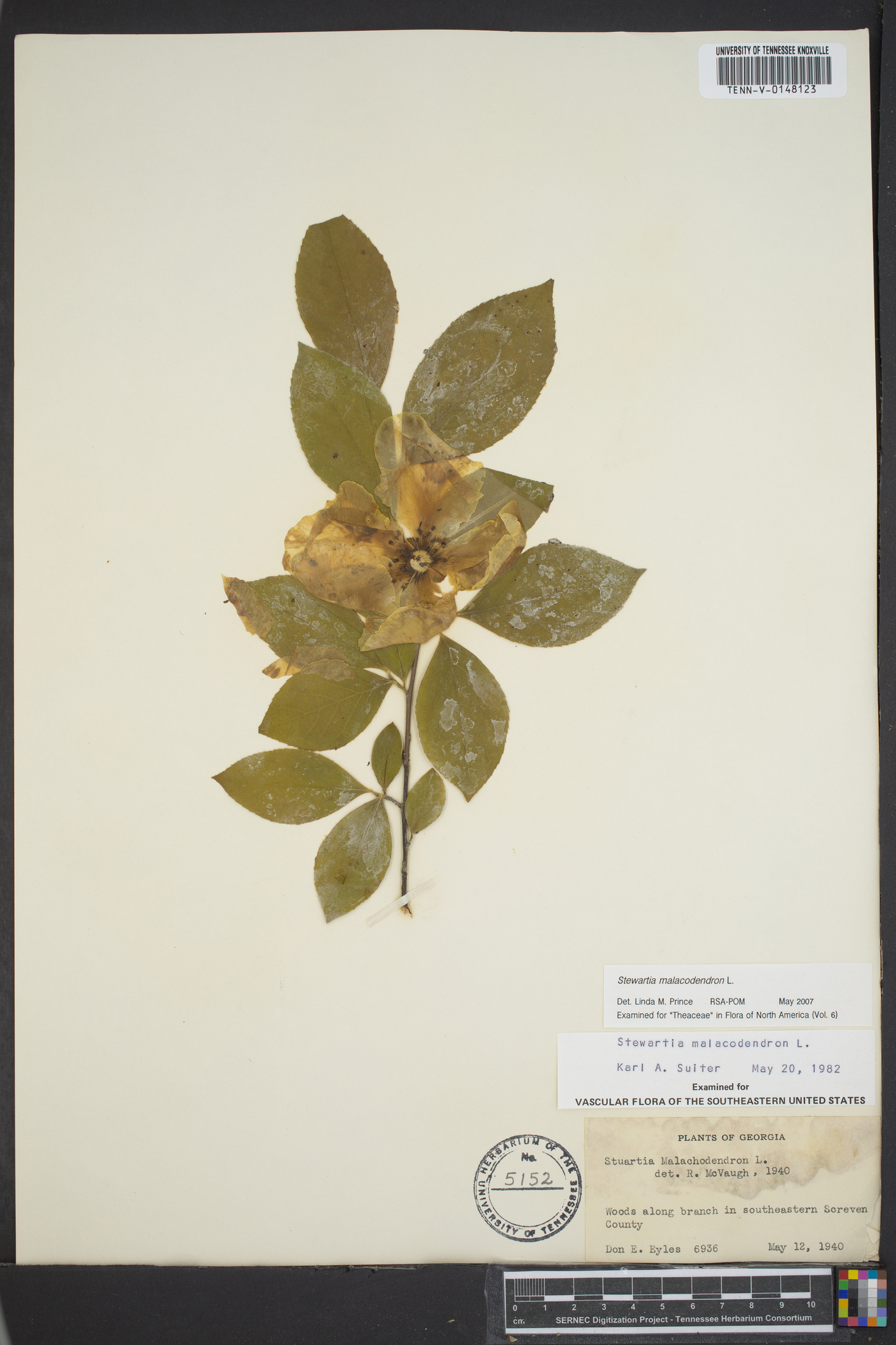 Stewartia malacodendron image
