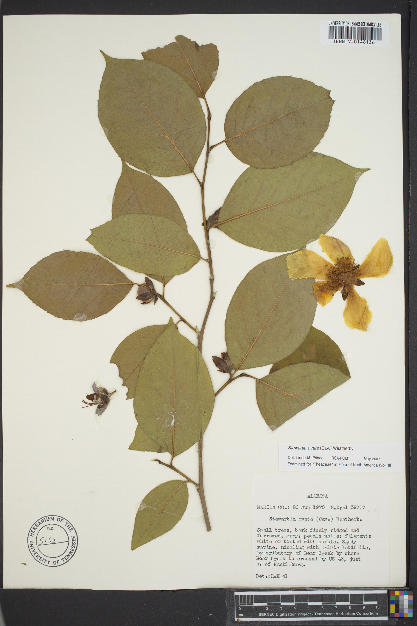 Stewartia malacodendron image