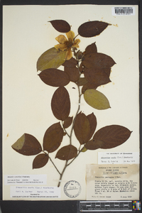 Stewartia malacodendron image