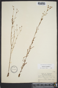 Hypericum canadense image