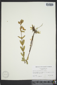 Hypericum crux-andreae image