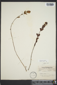 Hypericum crux-andreae image